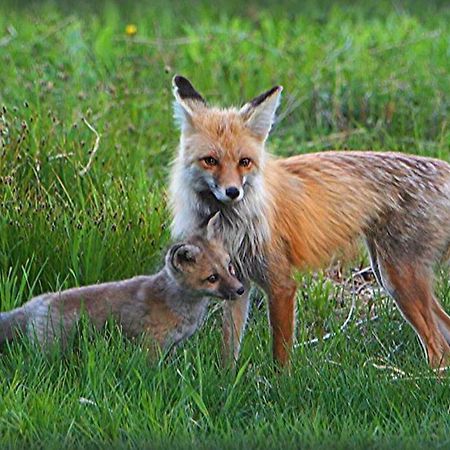 Fox Den Lodge ウェスト・イエローストーン エクステリア 写真
